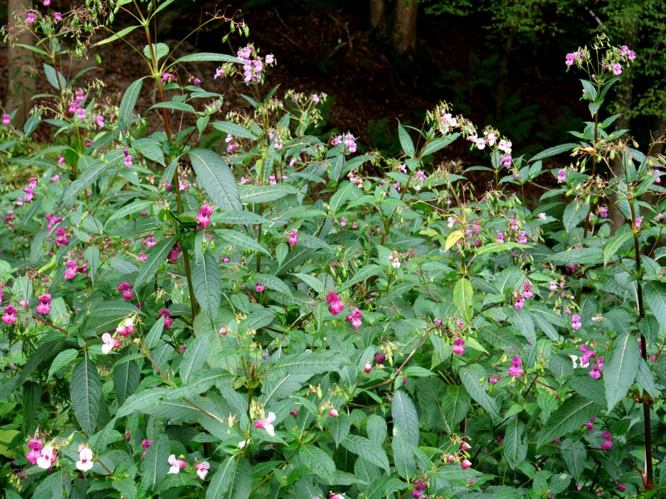 Impatiens glandulifera near Rurberg 07