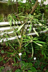 Impatiens auricoma - Botanischer Garten, Dresden, Germany - DSC08537