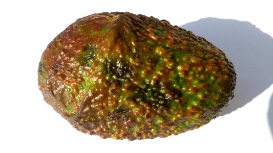 Imperfect Avocado - Mixed Colors1 A
