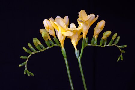 Yellow freesia tiresome schnittblume