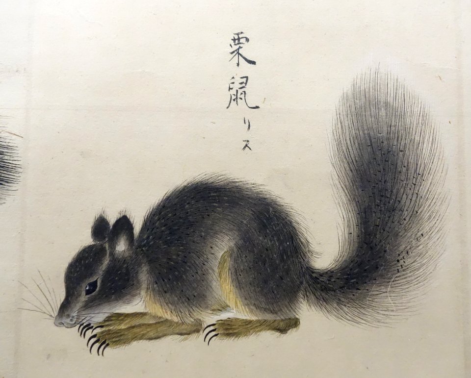 Illustrations of Animals 4, Edo period, 19th century, color on paper - Tokyo National Museum - DSC05494