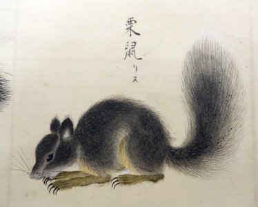 Illustrations of Animals 4, Edo period, 19th century, color on paper - Tokyo National Museum - DSC05494