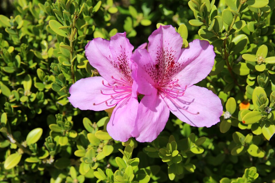 Nature plants flowers