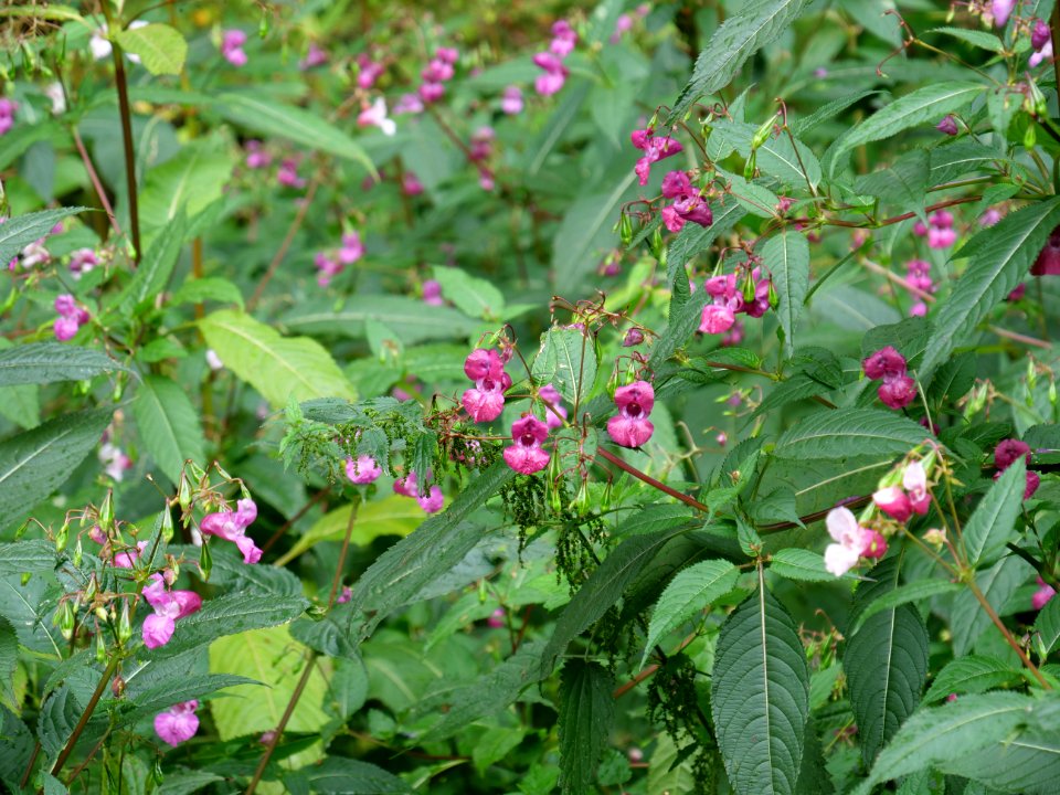 Impatiens glandulifera near Rurberg 01