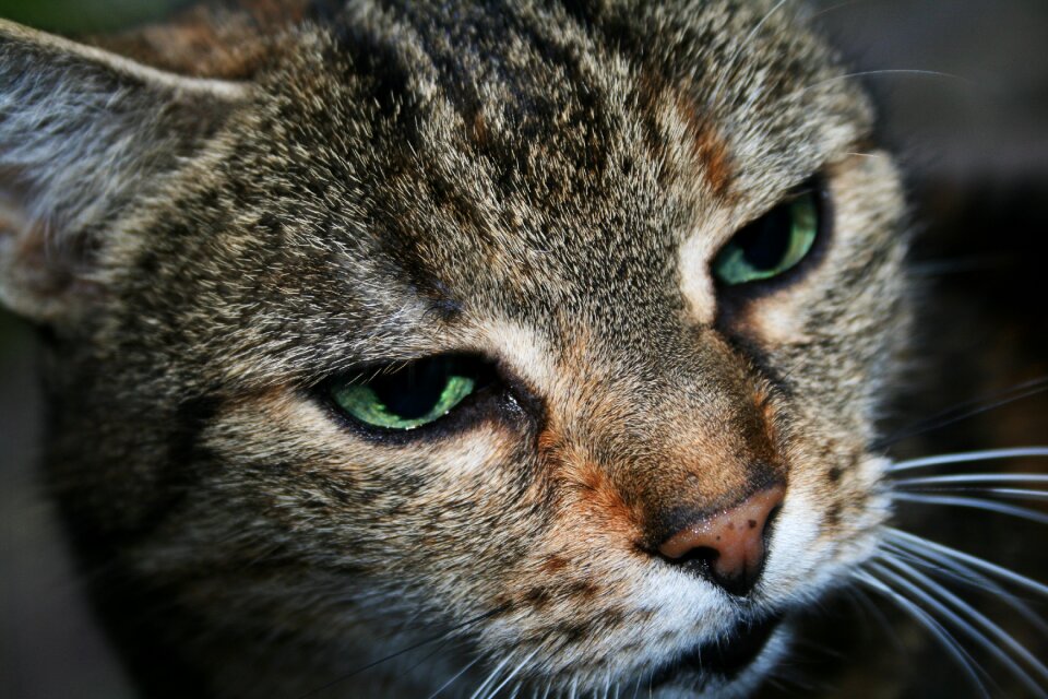 Mieze pet domestic cat