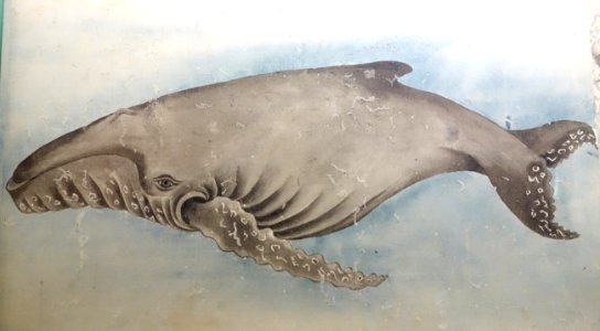 Illustration of Whale 1, Edo period, 18th-19th century, color on paper - Tokyo National Museum - DSC05512