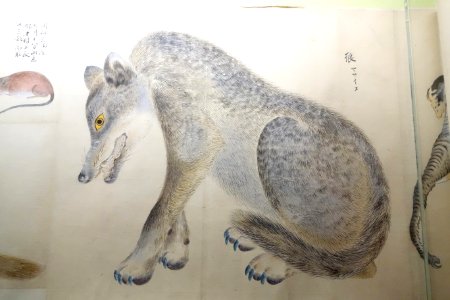 Illustrations of Animals 1, Edo period, 19th century, color on paper - Tokyo National Museum - DSC05487