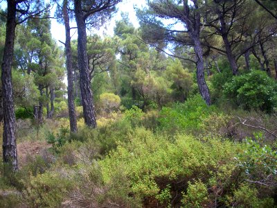 Ikaria Pine Woodland02