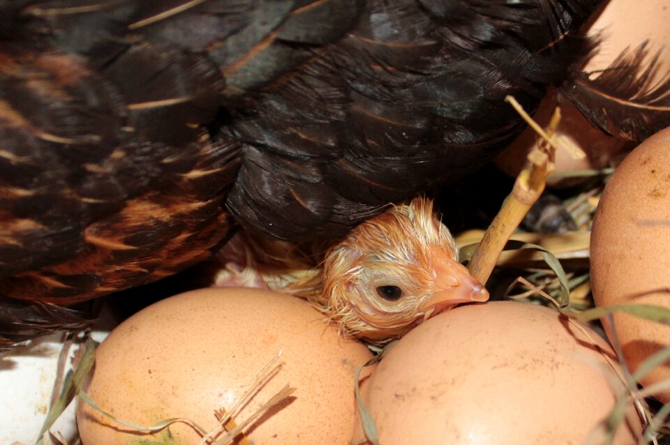 Head wet plumage lie between the eggs