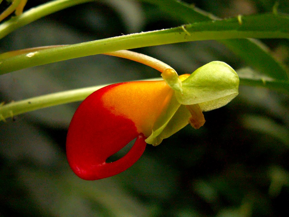 Impatiens niamniamensis ‘African King,’ Phipps Conservatory, 2015-10-24, 02