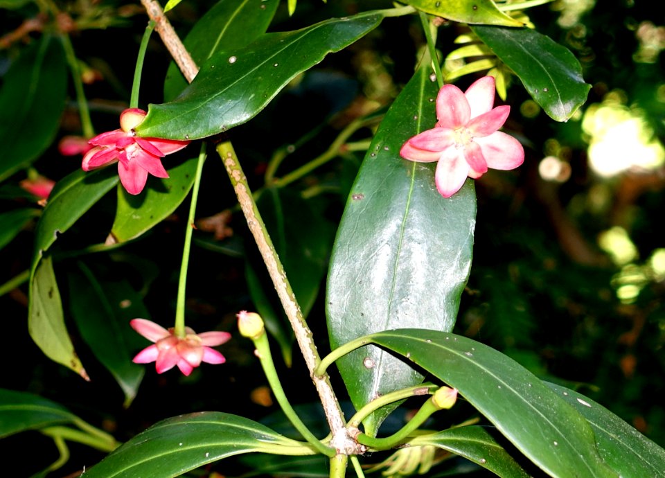 Illicium henryi - VanDusen Botanical Garden - Vancouver, BC - DSC07008
