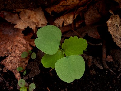 Impatiens pallida seedling, 2015-04-29, Bird Park, Mount Lebanon, Pennsylvania, 02