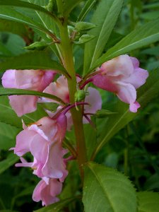 Impatiens balsamina 2019-07-23 Beechview 06
