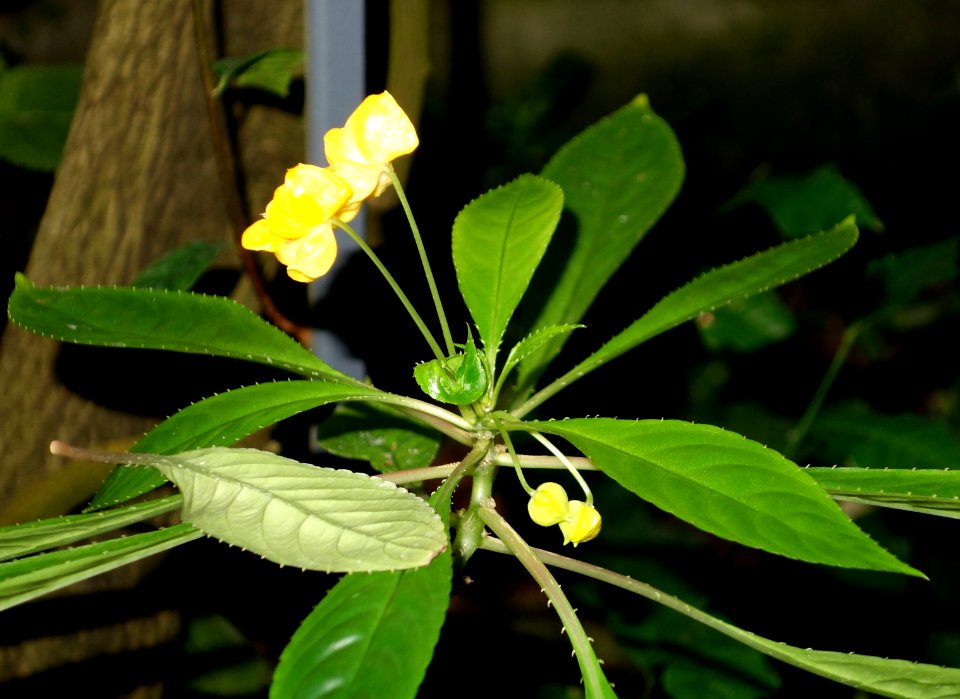 Impatiens auricoma - Botanischer Garten, Dresden, Germany - DSC08539