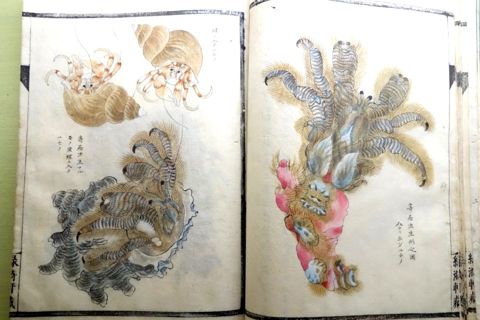 Illustrated Guide to Seashells 9, compiled by Musashi Sekiju (1766-1860), painting by Hattori Sessai (1807-unknown), dated 1845, color on paper - Tokyo National Museum - DSC05481