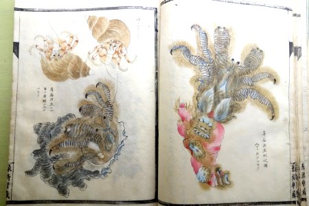 Illustrated Guide to Seashells 9, compiled by Musashi Sekiju (1766-1860), painting by Hattori Sessai (1807-unknown), dated 1845, color on paper - Tokyo National Museum - DSC05481
