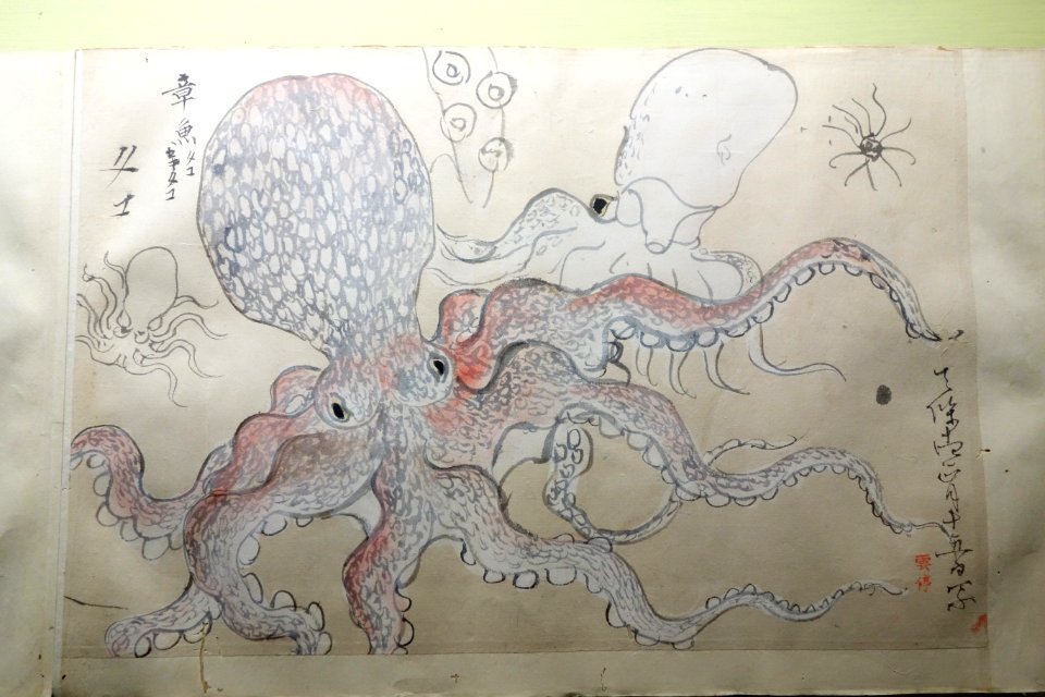 Illustrations of Sea Creatures, by Sekine Untei (1804-1877) et al, Edo period, 19th century, color on paper - Tokyo National Museum - DSC05524