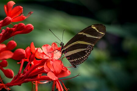 Lepidoptera south america tropical photo