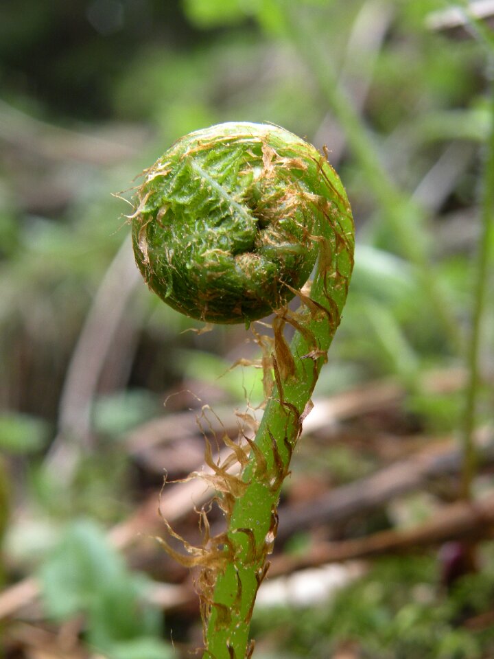 Plant leaf fern green