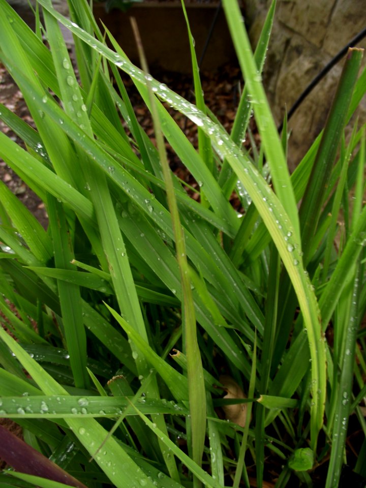 Imperata brevifolia