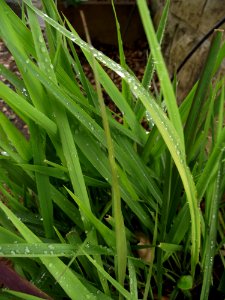 Imperata brevifolia