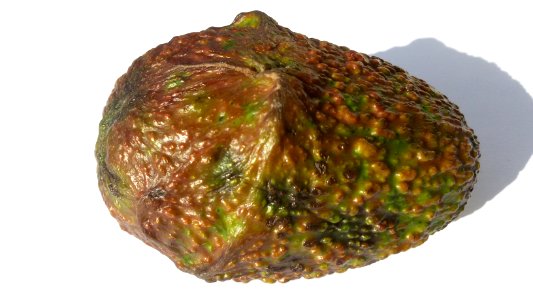 Imperfect Avocado - Mixed Colors1 B