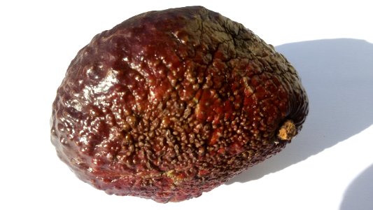 Imperfect Avocado - Nonsymmetrical1 A