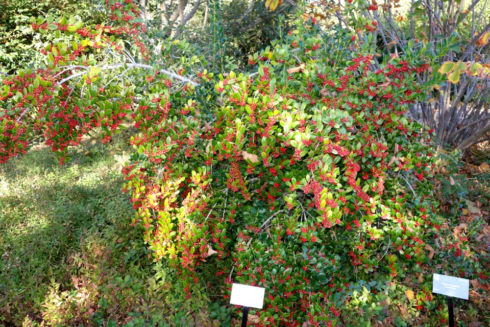 Ilex dimorphophylla - Quarryhill Botanical Garden - DSC03755