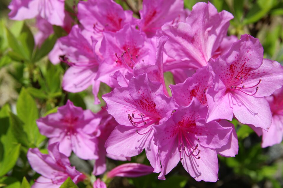 Nature plants flowers