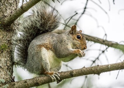 Claws animal nature photo