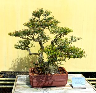 Ilex vomitoria 'Schilling's Dwarf' - Morikami Museum and Japanese Gardens - Palm Beach County, Florida - DSC03478