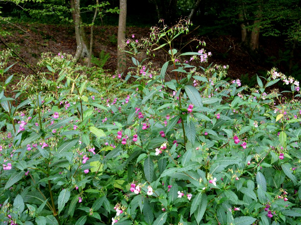 Impatiens glandulifera near Rurberg 06