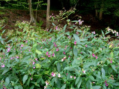 Impatiens glandulifera near Rurberg 06