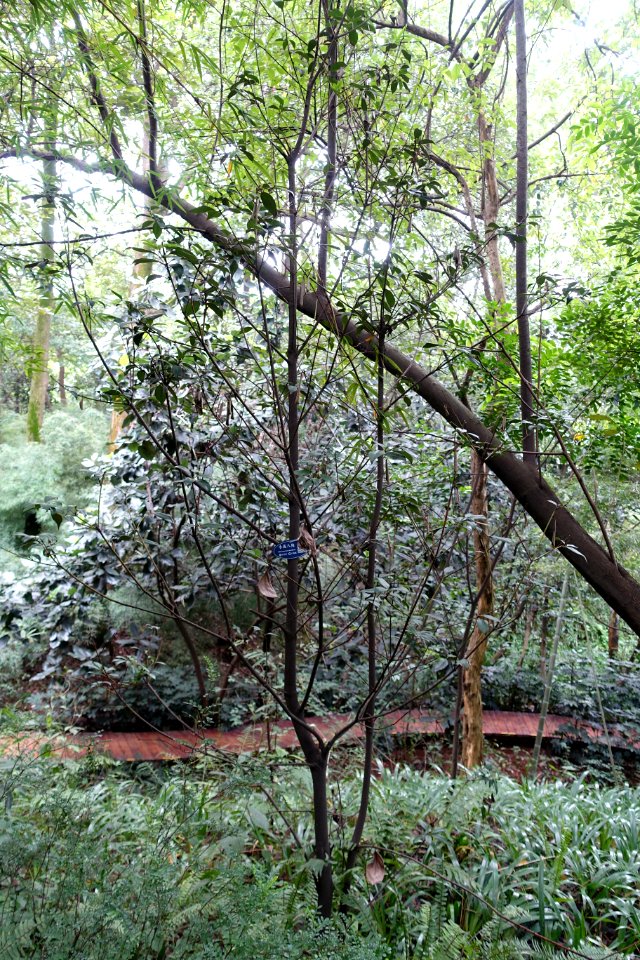 Illicium micranthum - Chengdu Botanical Garden - Chengdu, China - DSC03377