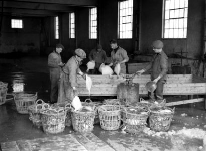 IJsland Zojuist aangevoerde platvis wordt vanuit houten bakken in een hal door , Bestanddeelnr 190-0433