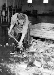 IJsland Man schept in een hal na het sorteren van aangevoerde vis de resterende, Bestanddeelnr 190-0435