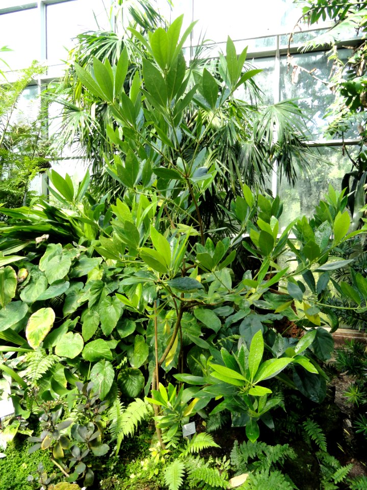 Illicium verum - Palmengarten Frankfurt - DSC01885