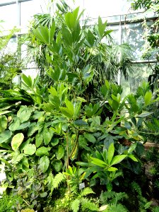 Illicium verum - Palmengarten Frankfurt - DSC01885