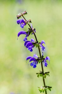 Blue herbaceous perennial
