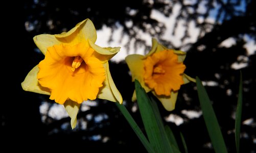 Yellow daffodil spring photo