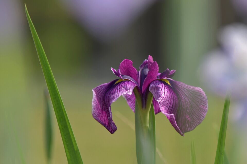 Landscape purple iris