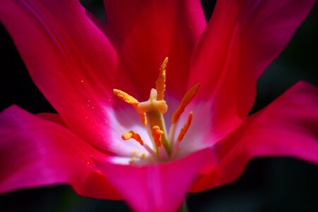 Tulips flower konya photo