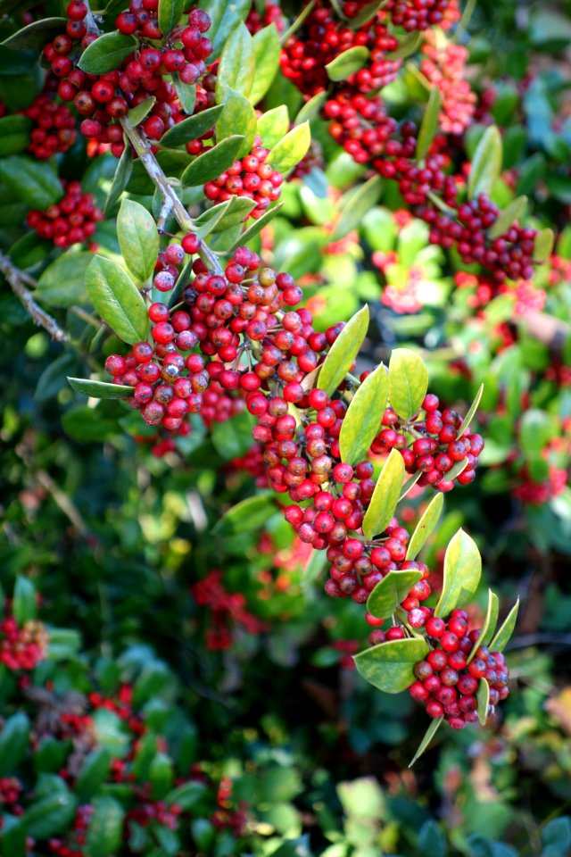 Ilex dimorphophylla - Quarryhill Botanical Garden - DSC03753
