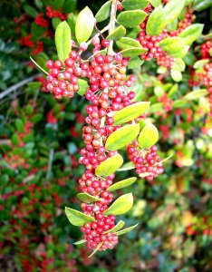 Ilex dimorphophylla - Quarryhill Botanical Garden - DSC03757