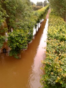 Ile de la Jatte Seine en Crue Juin 2016 06