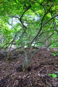 Ilex serrata 'Bonfire' - Stanley M. Rowe Arboretum - DSC03422