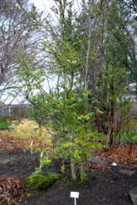 Ilex pernyi - Botanischer Garten, Dresden, Germany - DSC08413