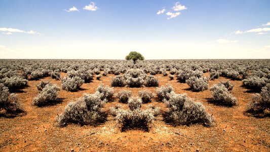 Shrubs horizon rocky