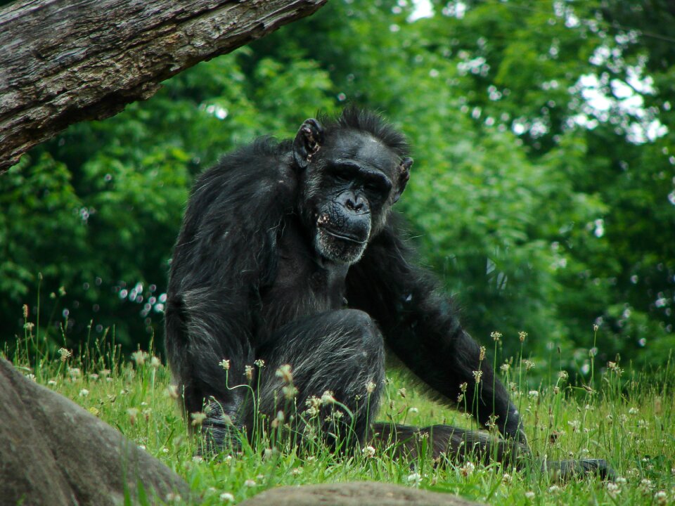 Wildlife nature ape photo