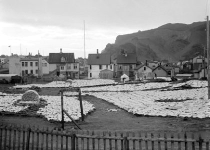 IJsland Een terrein aan de rand van een stadje waar stokvis op de grond te drog, Bestanddeelnr 190-0432